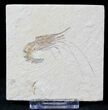 Cretaceous Fossil Shrimp Carpopenaeus - Lebanon #20890-1